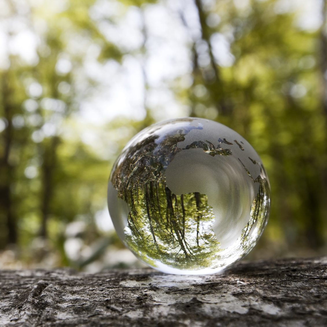A clear glass orb reflecting trees and greenery in a natural setting.