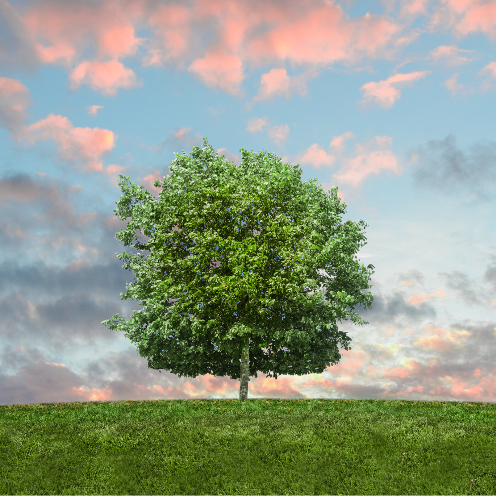 Lone green tree on a grassy hill under a colorful sky at sunset.